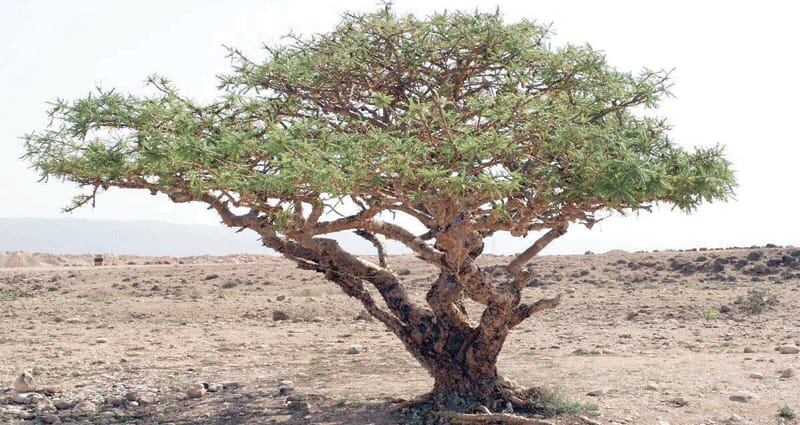 دراسة جديد تؤكد فاعلية “اللبان العماني” في علاج بكتيريا الجهاز الهضمي