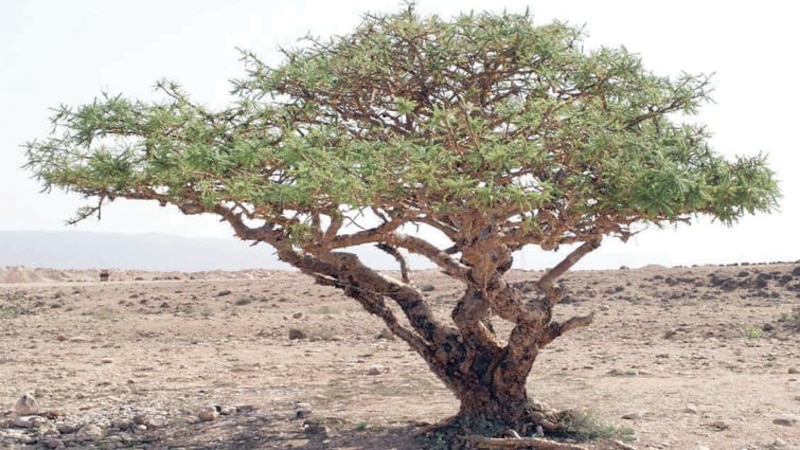دراسة جديد تؤكد فاعلية “اللبان العماني” في علاج بكتيريا الجهاز الهضمي