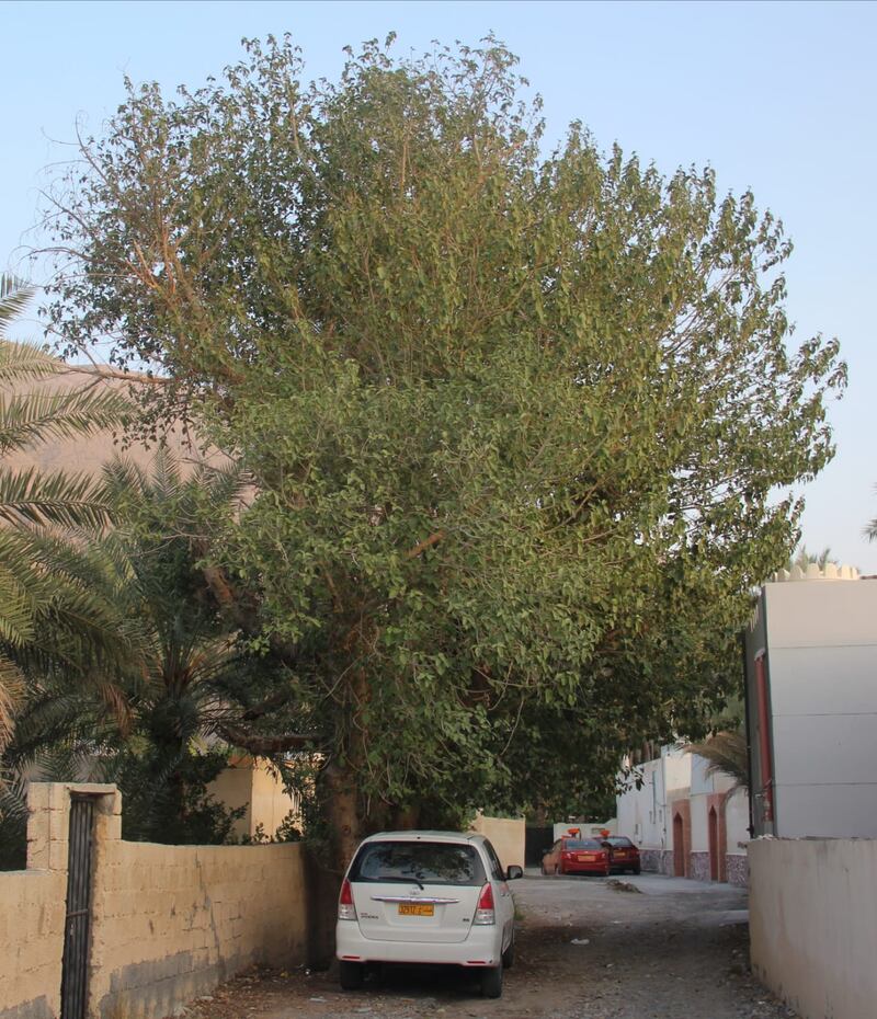 “السوقم” تثمر 4 مرات ولا تُرش بالمبيدات؛ فهل سمعت بها في ولايتك؟