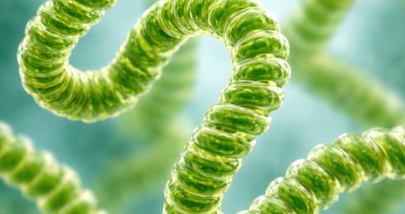 من المختبر إلى السوق: نجاح أول إنتاج تجاري لطحالب السبيرولينا في سلطنة عُمان