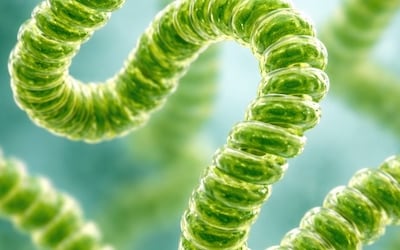 من المختبر إلى السوق: نجاح أول إنتاج تجاري لطحالب السبيرولينا في سلطنة عُمان