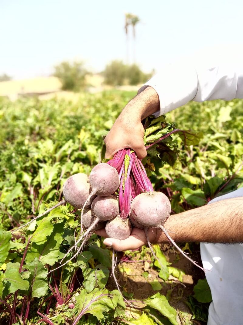 بالصور: تجربة مواطن في زراعة الشمندر