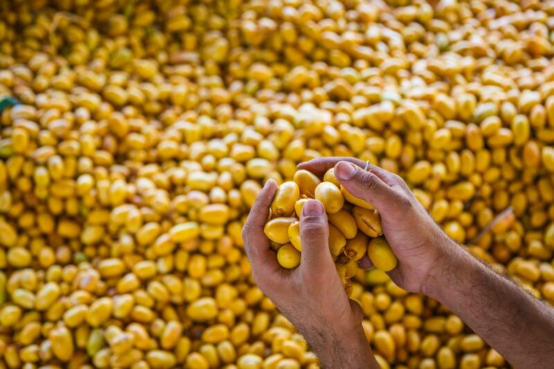 الحرارة المرتفعة  تُبكِّر جداد نخيل المبسلي في نخل