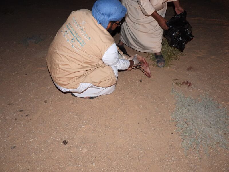 ضبط شخصين قاما بصيد غزال عربي