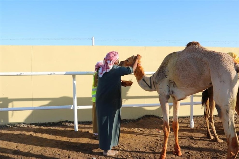 تعرف على نتائج منافسات مهرجان البشائر في يومه الرابع