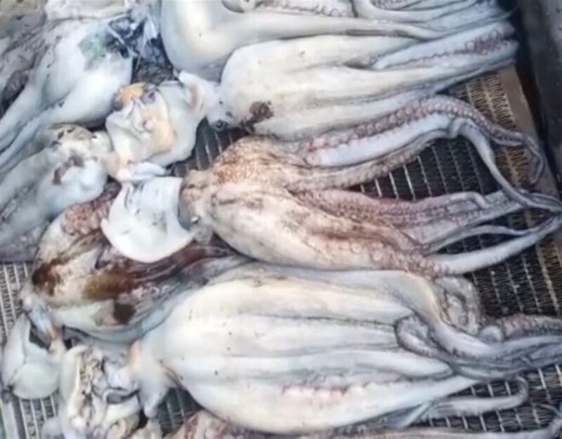 اصطياد كميات كبيرة من الأخطبوط في الشرقية