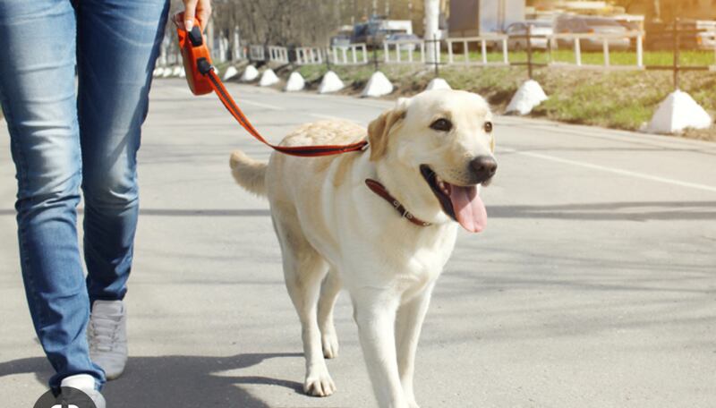 لمن يريد اصطحاب الحيوانات في الأماكن العامة: غرامة على المخالفين