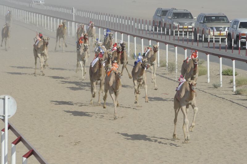 دعم مادي لإقامة سباقات الهجن