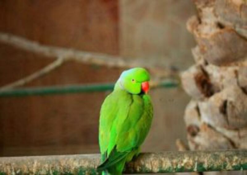 توجد به حيوانات نادرة: تعرّف على متنزه النعمان ببركاء