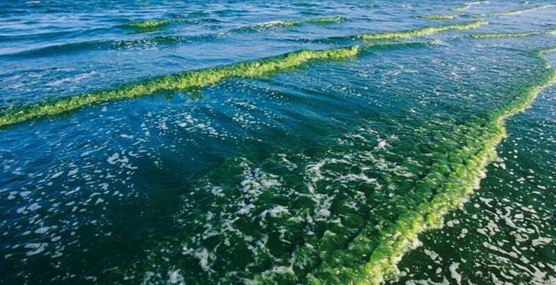 رئيس “البيئة”: قد نستخدم الأقمار الاصطناعية لمعرفة السفن التي تلوّث المياه