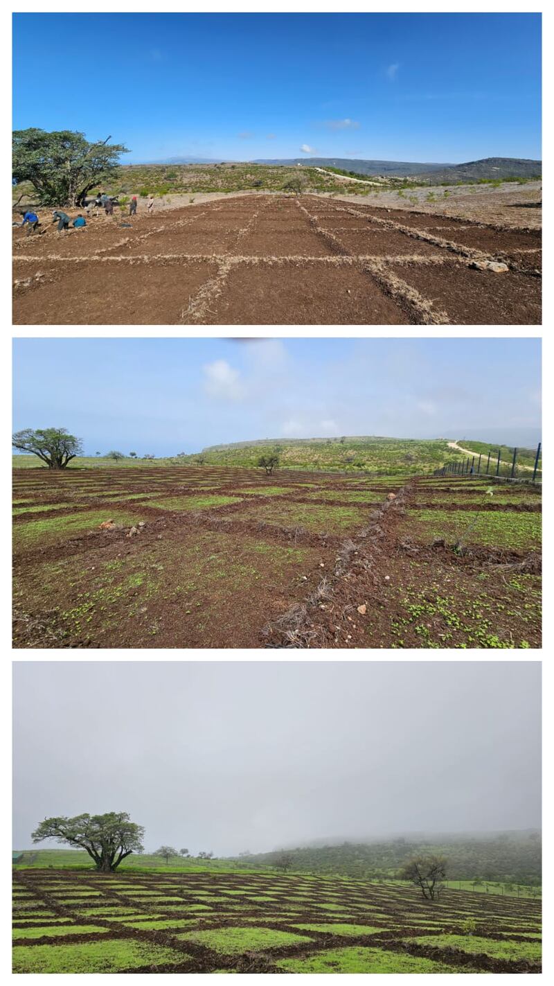 لمكافحة نبتة البارثنيوم: نثر أكثر من 500 مليون بذرة في جبال ظفار