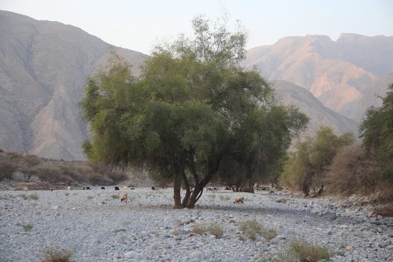 “السدرة” صيدلية متكاملة؛ فهل تعرف فوائدها؟