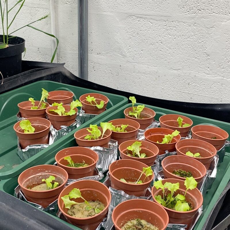 في بريطانيا: طالبة عمانية تنجح في استخدام الغبار الصخري لإنتاج الغذاء من النباتات