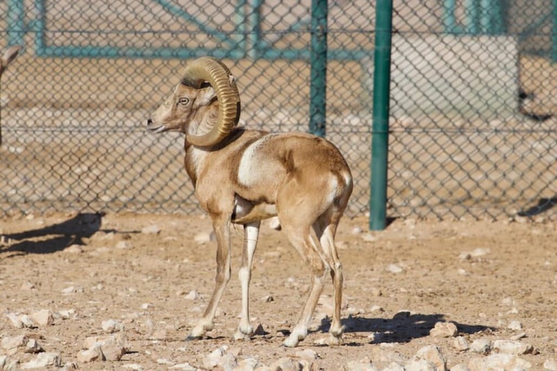 بالصور: قائمة جديدة من الحيوانات المهددة بالانقراض في السلطنة