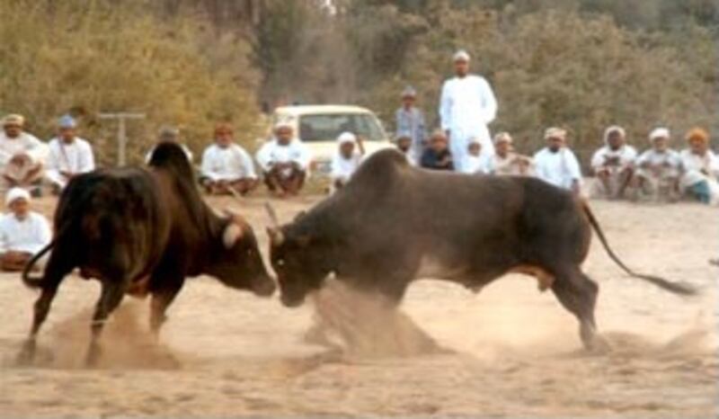 السجن والغرامة لمستخدمي الحيوانات في حلبات المصارعة