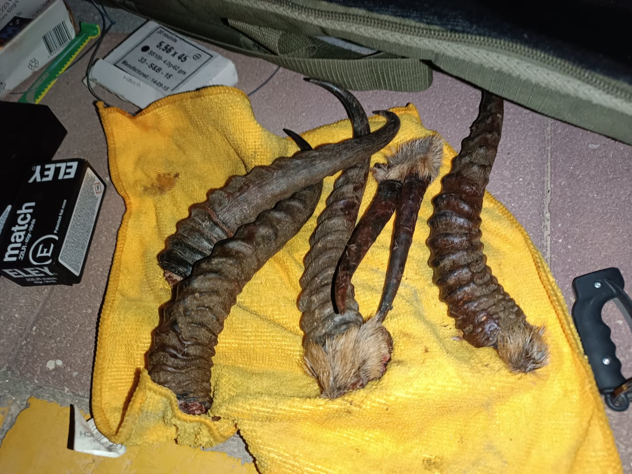 السجن والغرامة لـ 3 مواطنين صادوا غزلانًا عربية