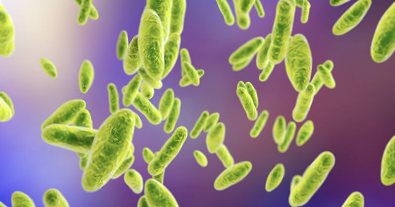 بعد تسجيل إصابات به: دكتور يوضح حول مرض البروسيلا