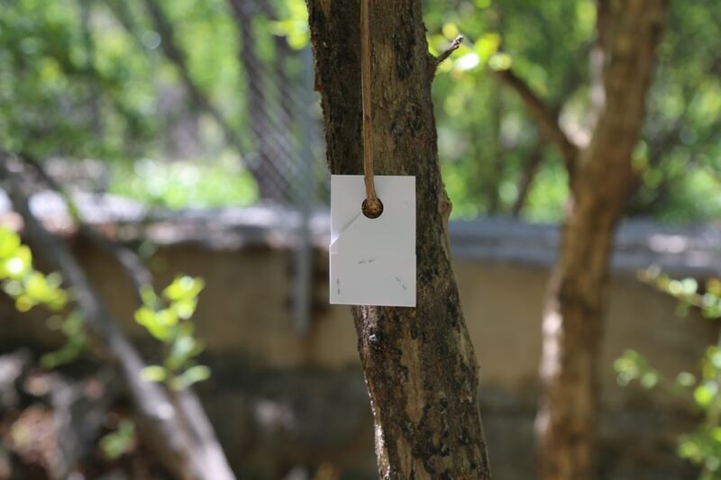 ما فائدة “طفيل الترايكوجراما” الذي أطلقته وزارة الثروة الزراعية؟