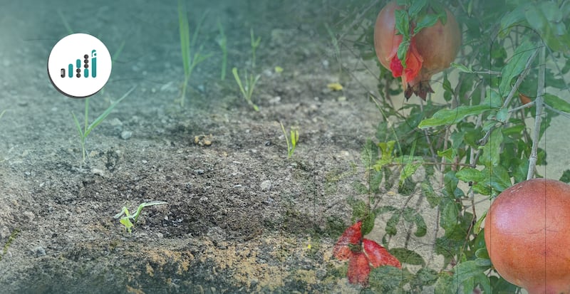 من شجرة واحدة إلى حديقة متكاملة: فتاة عمانية تحكي قصتها مع الزراعة