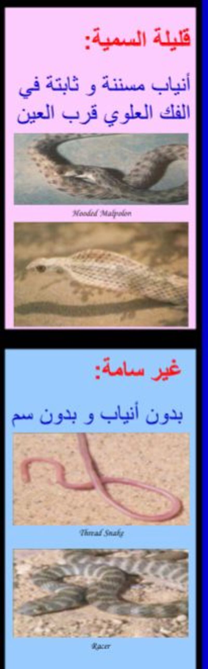 قد تتسبب في مضاعفات خطيرة: كيف تتعامل مع لدغات الأفاعي؟