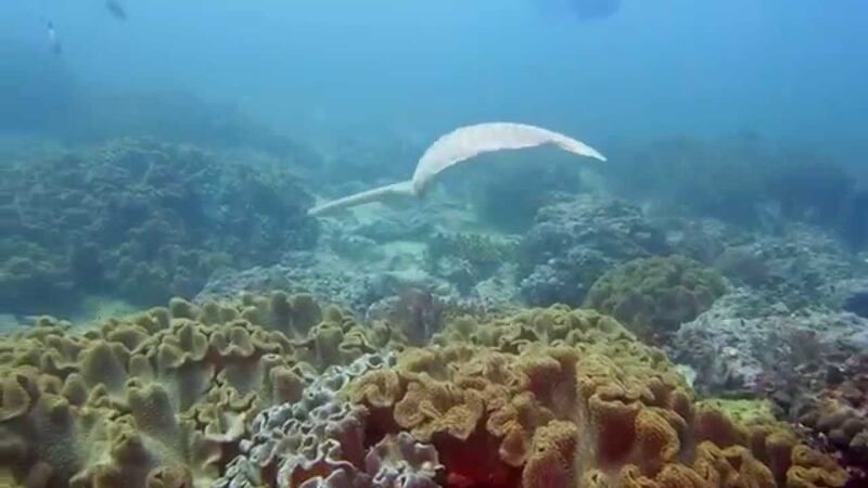 من الغد: فتح محمية جزر الديمانيات الطبيعية، لكن بإجراءات