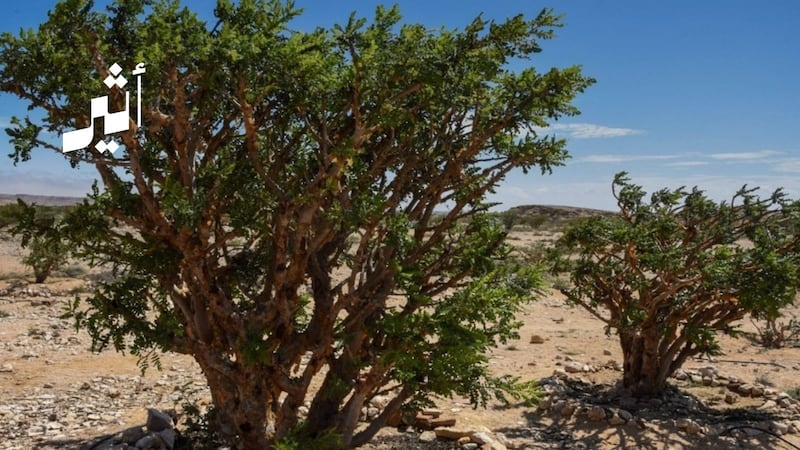 يعد أول تسجيل في الخليج: اعتماد اللبان العماني مؤشرًا جغرافيًا عالميًا