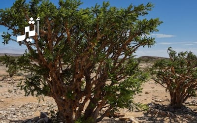 يعد أول تسجيل في الخليج: اعتماد اللبان العماني مؤشرًا جغرافيًا عالميًا