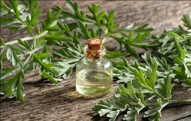 “الشيح”: نبتة طبية شهيرة لها فوائد جمة