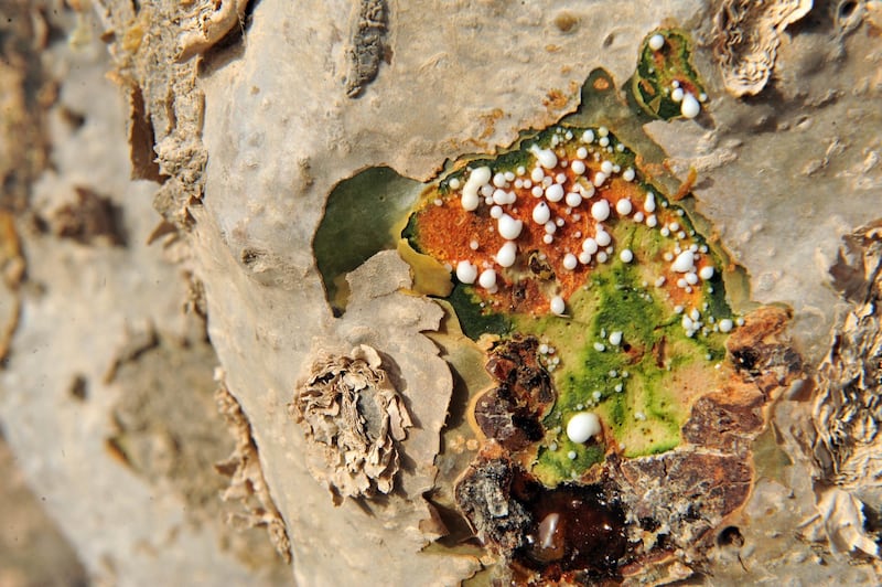 ماذا تعرف عن الفوائد الاقتصادية والطبية للبان العماني؟