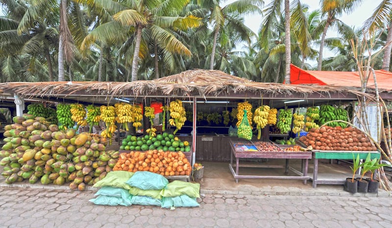 بالأرقام: تعرف على زراعة نخيل النارجيل في ظفار