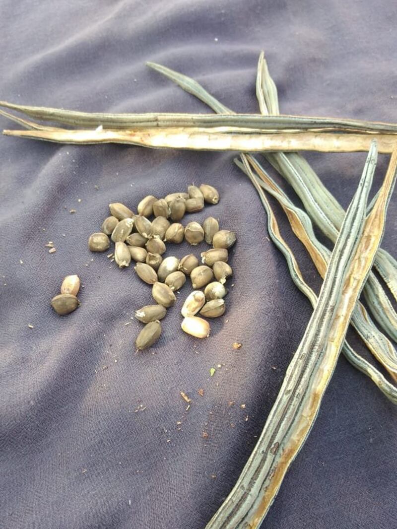 انتهاء موسم عصر زيت الشوع؛ فماذا تعرف عنه؟