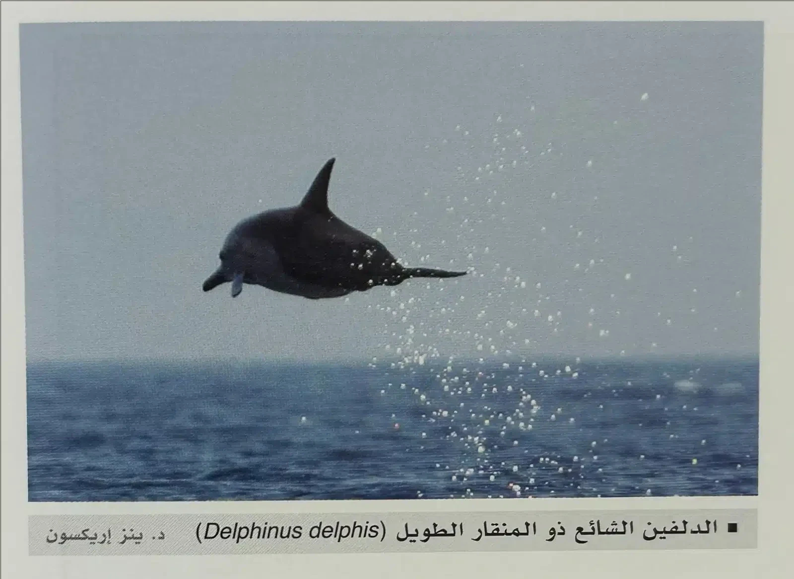 6 أنواع للدلافين في المياه العُمانية؛ فماذا تسمونها في ولايتكم؟