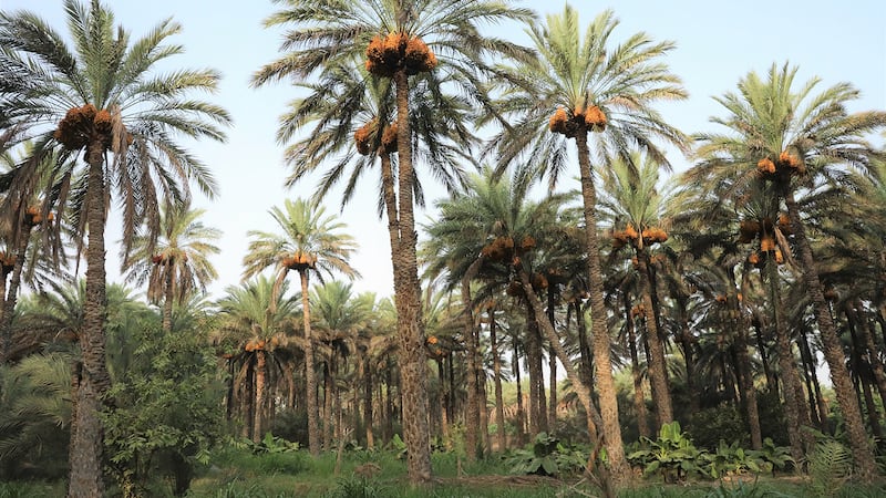 مجلة ناشيونال جرافيك تتحدث عن النخيل العمانية ومُنتجاتها