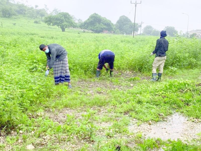 قرار يتعلق بنبتة البارثينوم، ومن يُخالِفه يُغرَّم