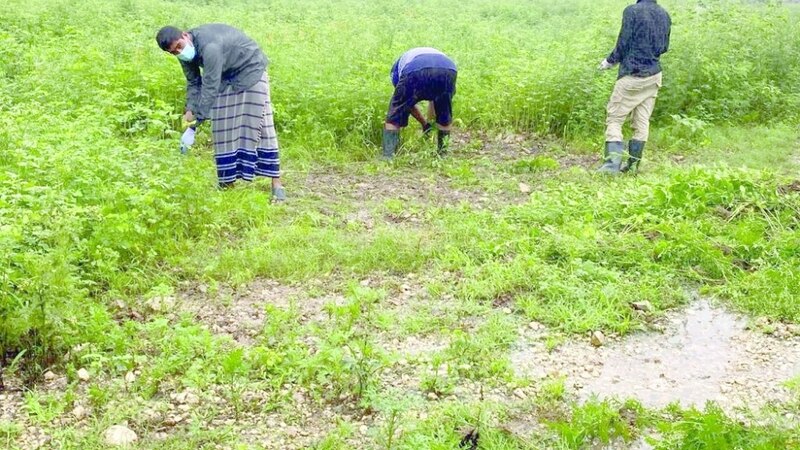 قرار يتعلق بنبتة البارثينوم، ومن يُخالِفه يُغرَّم