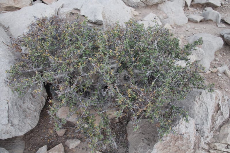 الأغلب أنك سمعت عن شجرة المقل، لكن هل قرأت عن فوائدها الكثيرة؟