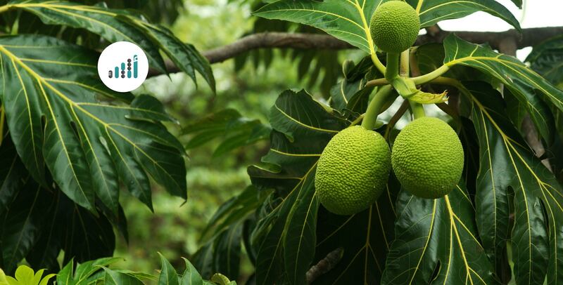 من جزر المحيط الهادئ إلى صلالة، إليك أهم ما يميّز فاكهة الخبز