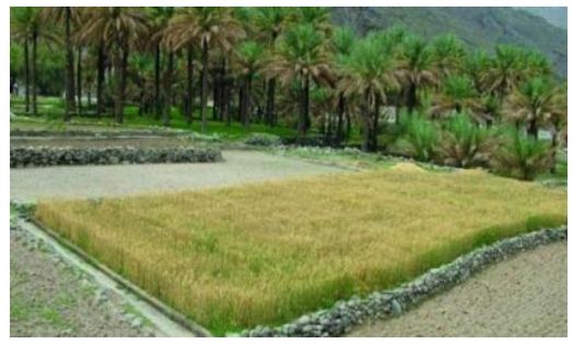 زيادة المساحة المزروعة بالسلطنة… والمحاصيل العلفية في الصدارة