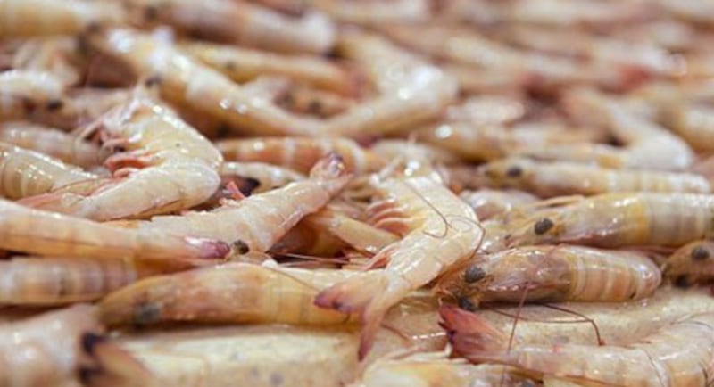 يتمثل في 4 أنواع: بدء موسم صيد الروبيان