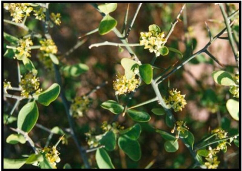 بلح الصحراء: دواء وغذاء؛ فماذا تعرف عنه؟