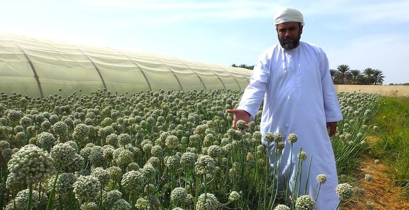 الإنتاج يقترب من 10 أطنان: استمرار مشروع التوسع في زراعة البصل العماني
