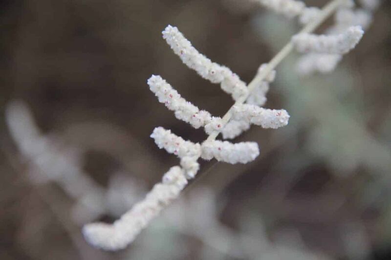 يُعالَج بها ألم الأسنان: ماذا تعرف عن شجرة الراء؟