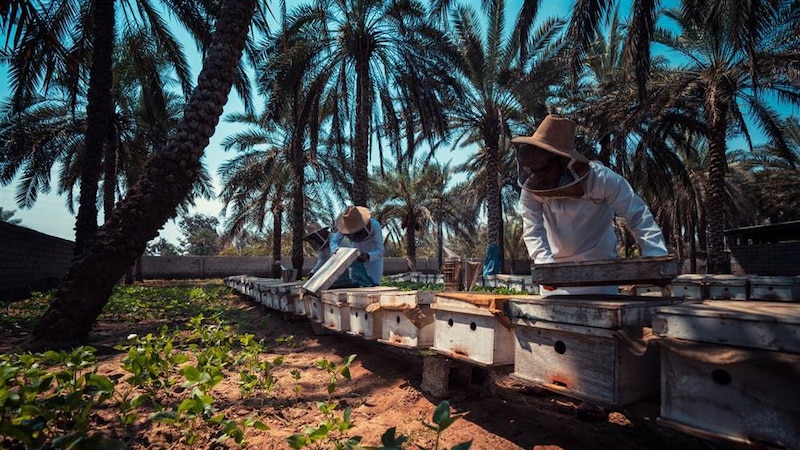دعم 20 أسرة في تربية العسل