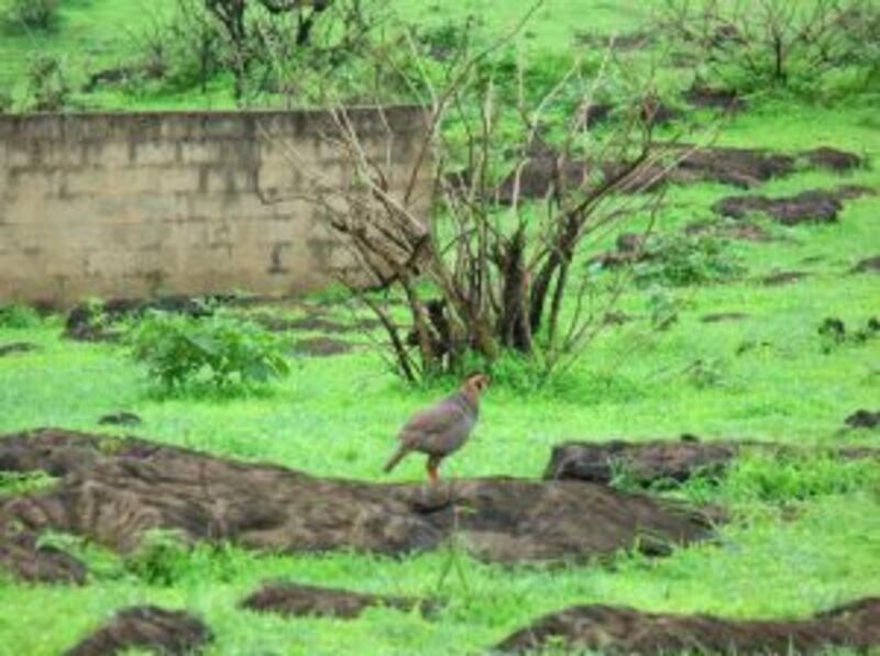 بالصور والخريطة: سهل جوجب.. السهل والمرعى والهدوء