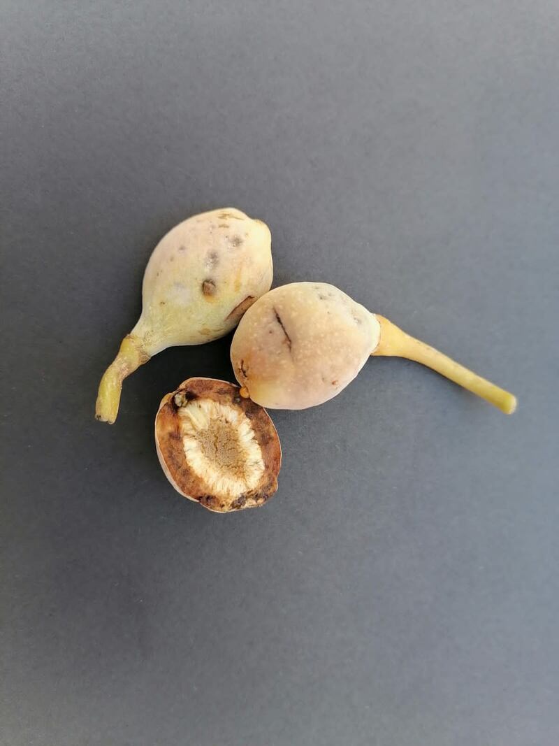 “السوقم” تثمر 4 مرات ولا تُرش بالمبيدات؛ فهل سمعت بها في ولايتك؟