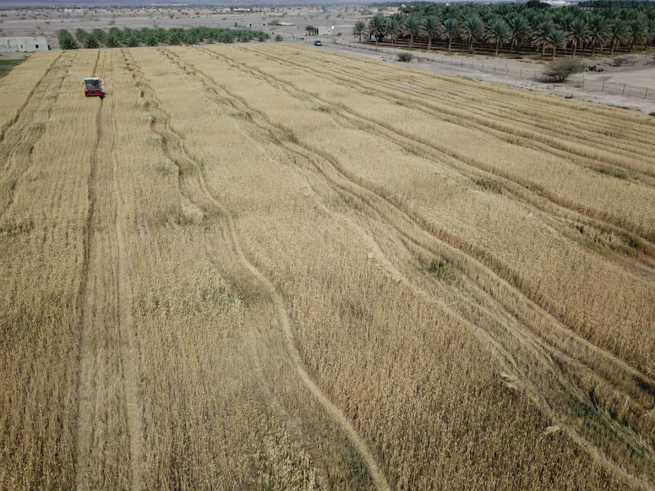 بشرى لمزارعي القمح: الحكومة ستشتري منكم وتحدد سعر الطن