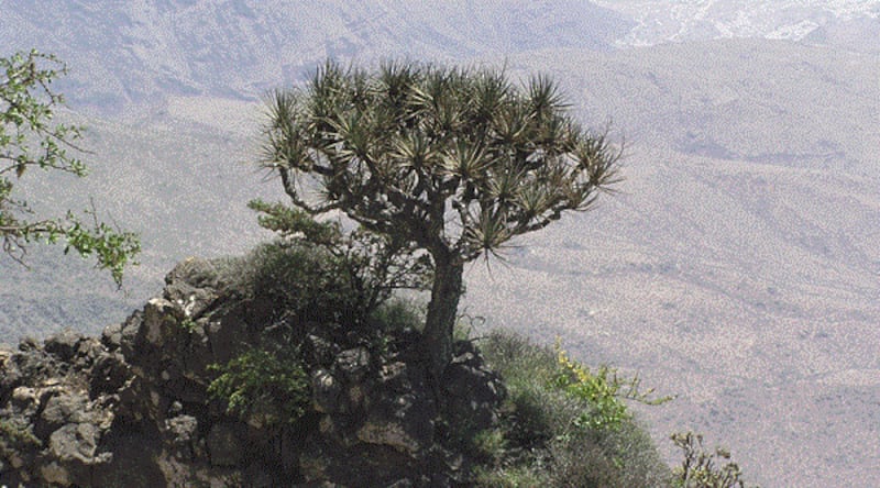 الأولى من نوعها: دراسة تكشف أعداد شجرة “دم الأخوين” في السلطنة وتوزيعها