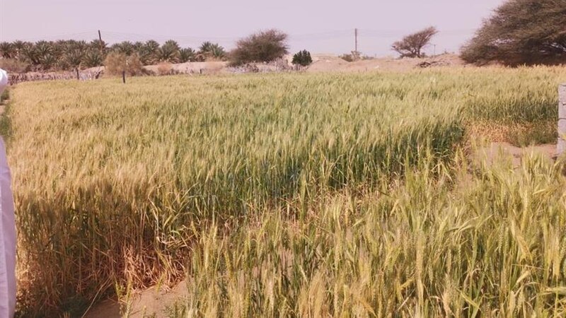 توزيع تقاوي القمح على مزارعين
