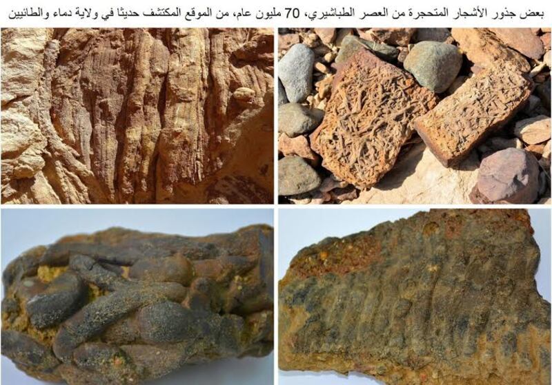 اكتشاف أقدم دليل على ظهور النخيل.. وجيولوجي يوضح