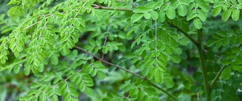 هل تهتم بزراعة “المورينجا”؟